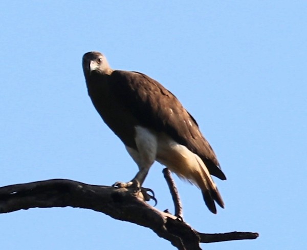 Gray-headed Fish-Eagle - ML616410704