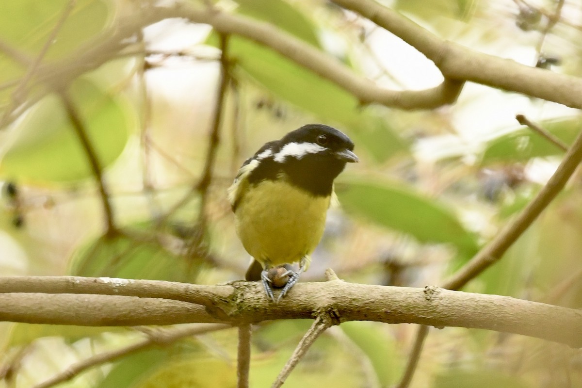 Yellow-bellied Tit - ML616410734