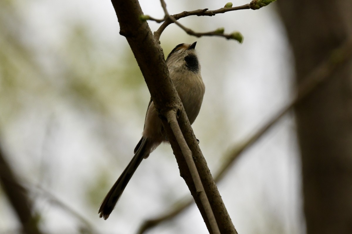 Silver-throated Tit - ML616410739