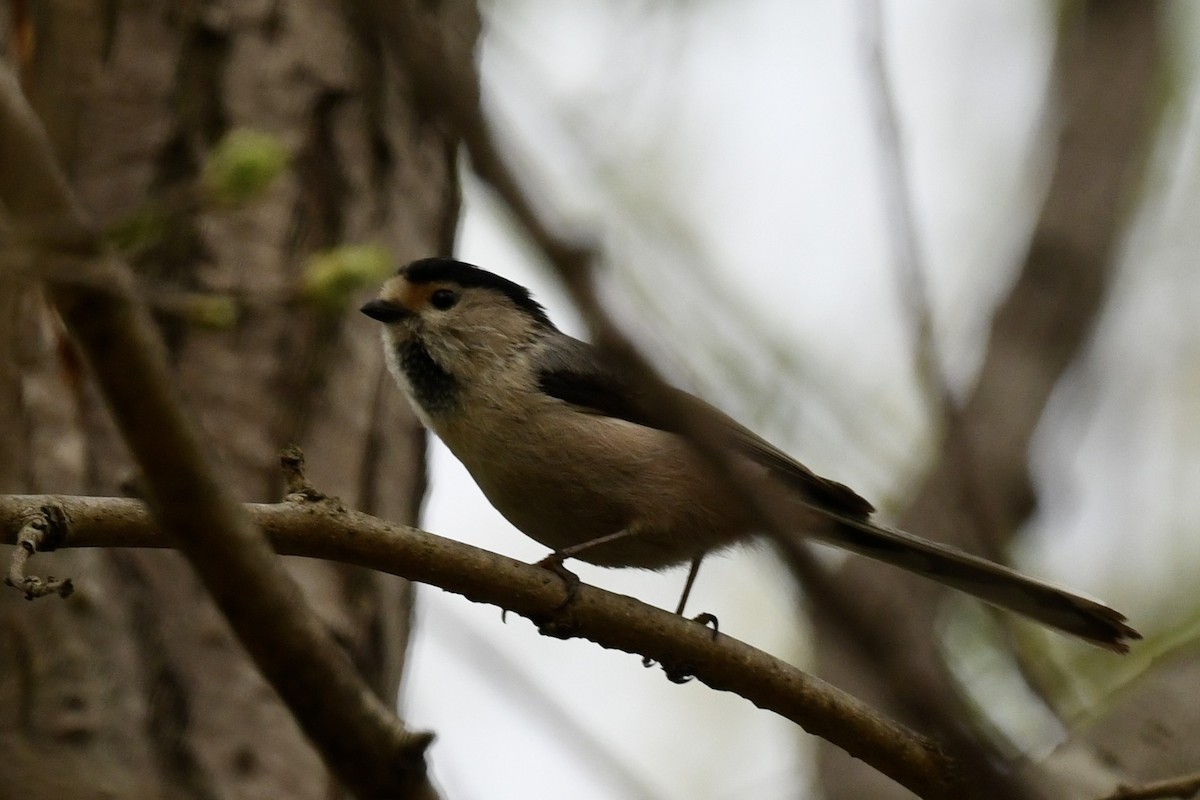 Silver-throated Tit - ML616410740