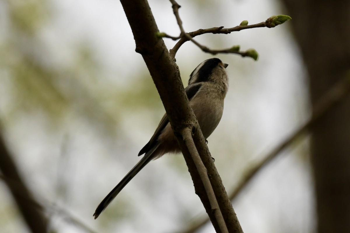 Silver-throated Tit - ML616410741