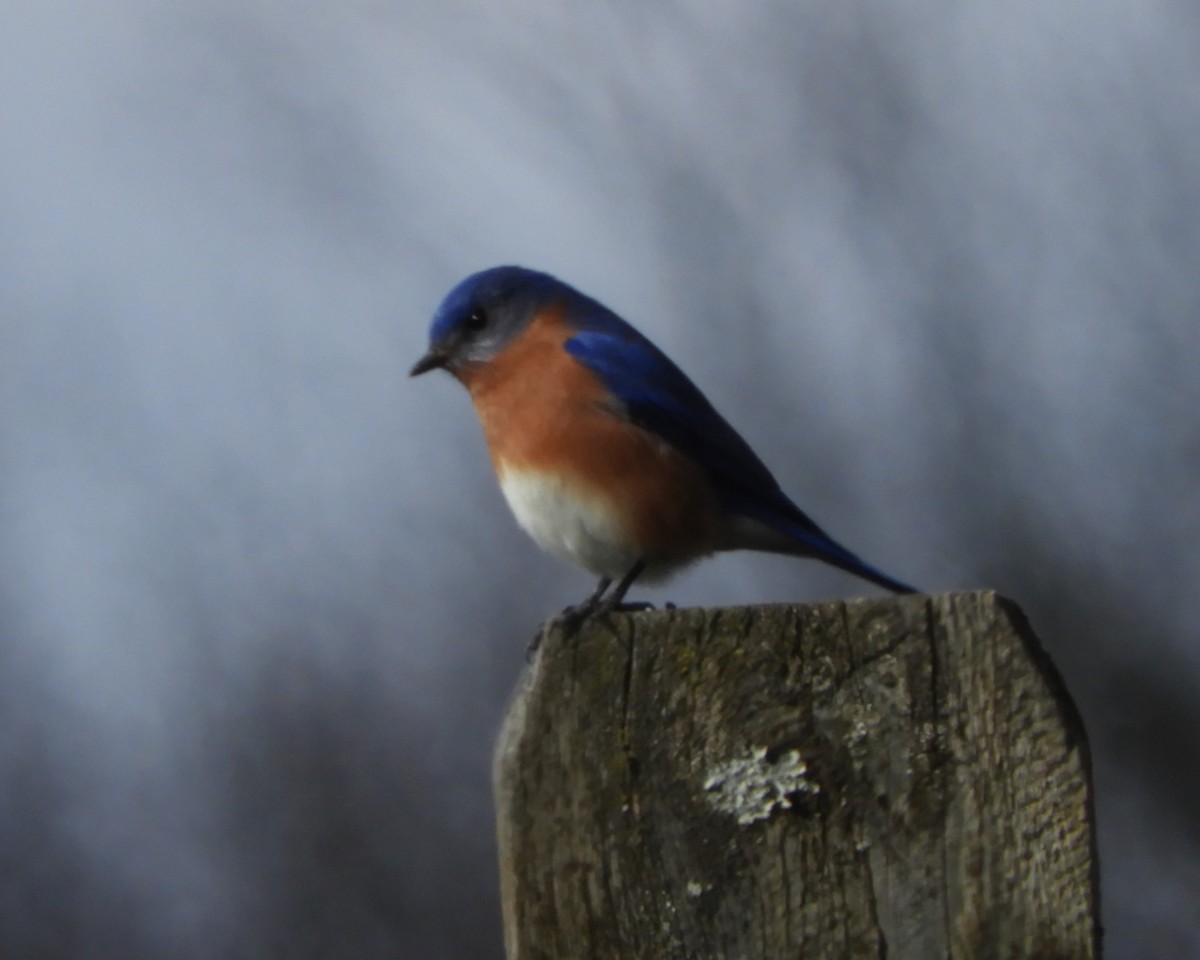 Eastern Bluebird - ML616410747