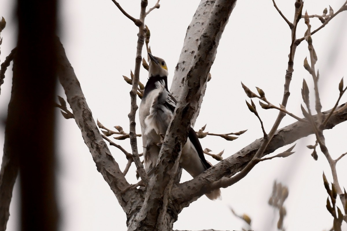 Black-collared Starling - ML616410748