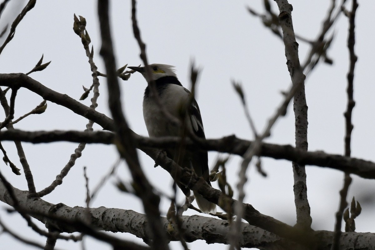 Black-collared Starling - ML616410749