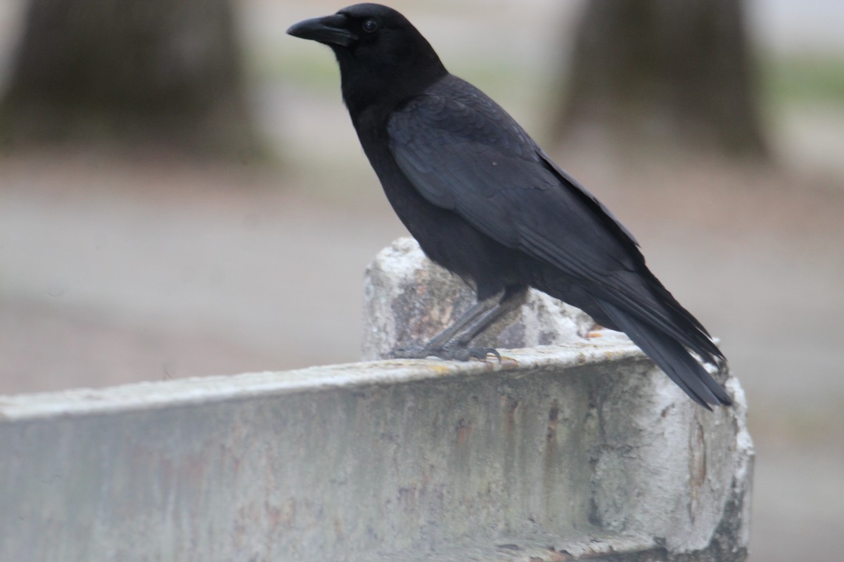 American Crow - ML616410774