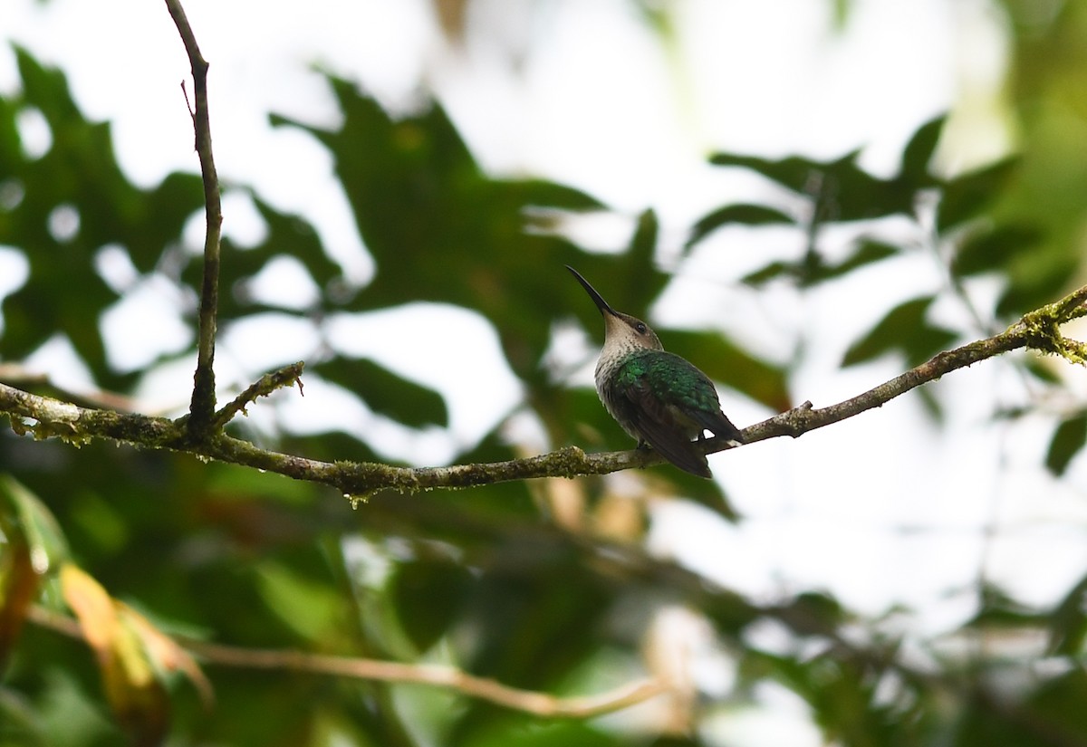 Black-billed Streamertail - ML616410805