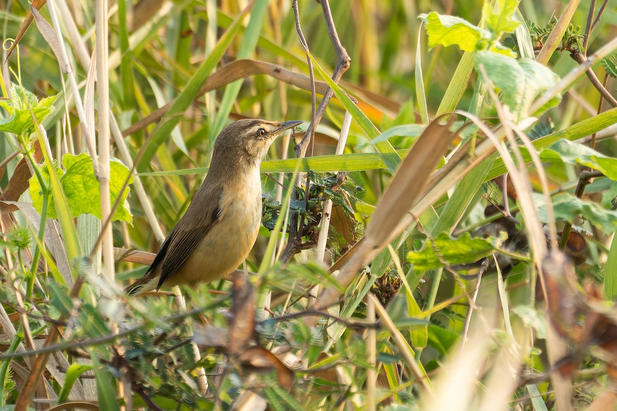 Manchurian Reed Warbler - ML616410808