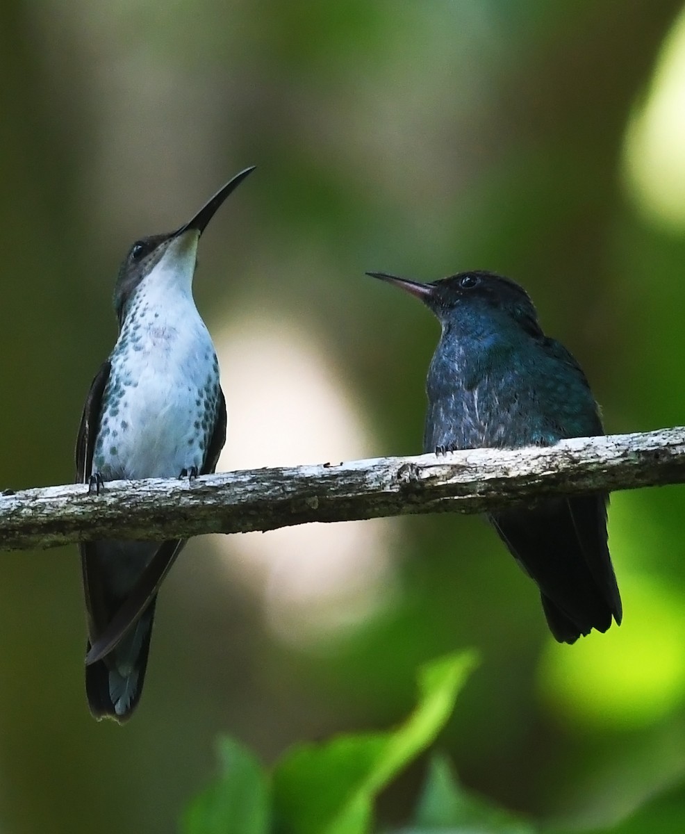 Colibri à bec noir - ML616410922