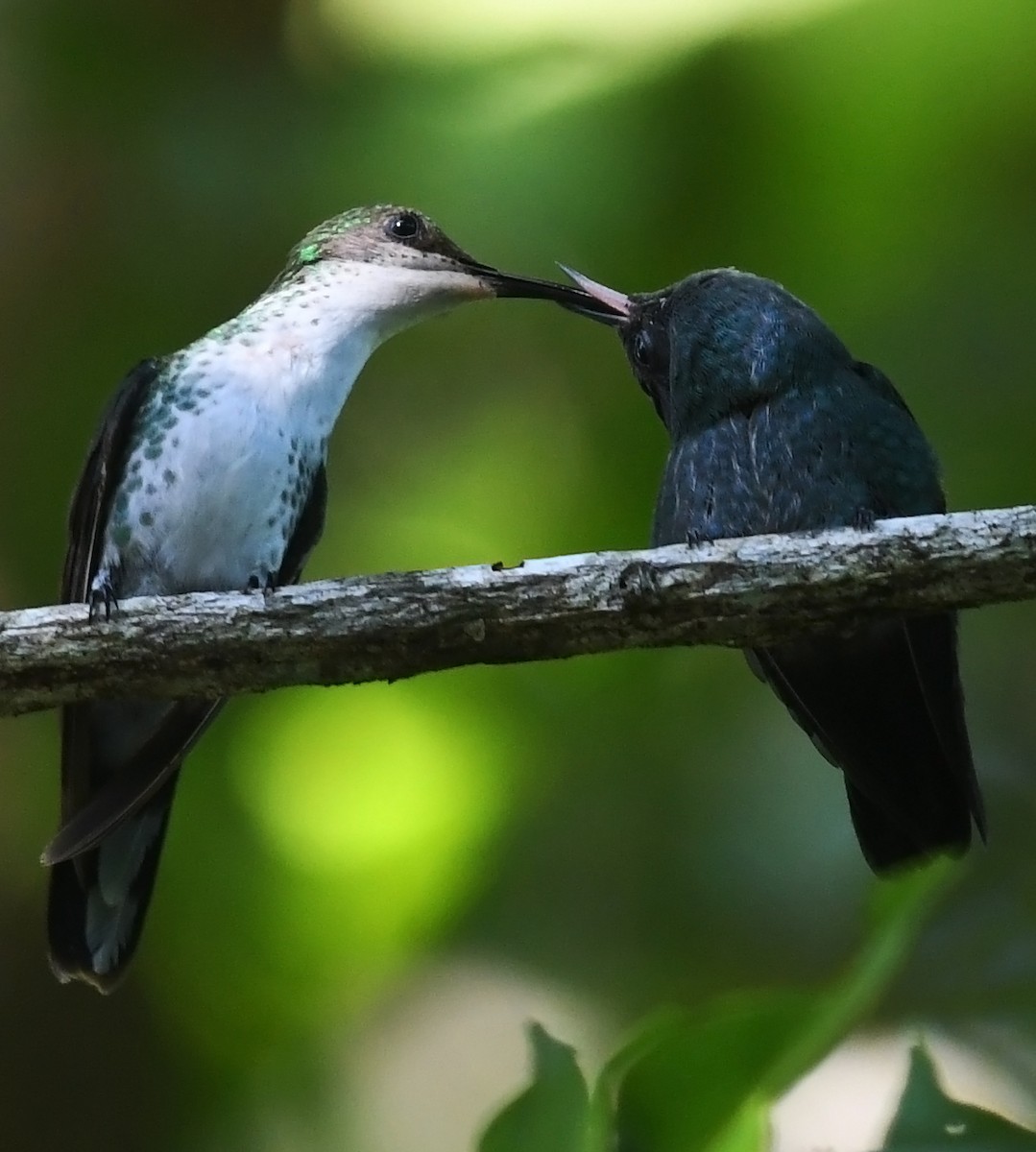 Colibri à bec noir - ML616410923