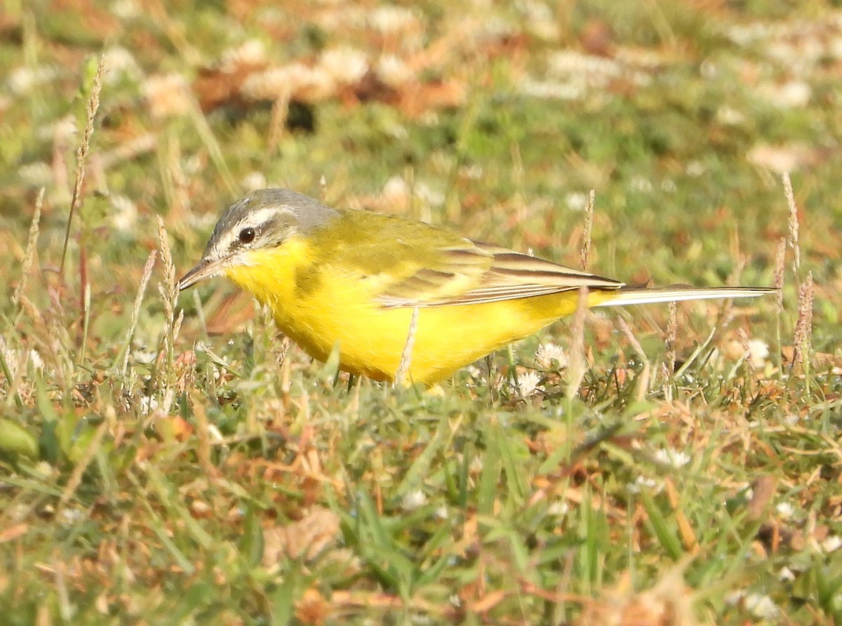 Western Yellow Wagtail - dhanapal kondasamy