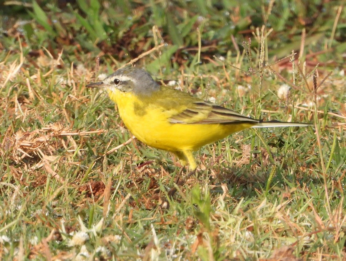 Western Yellow Wagtail - dhanapal kondasamy