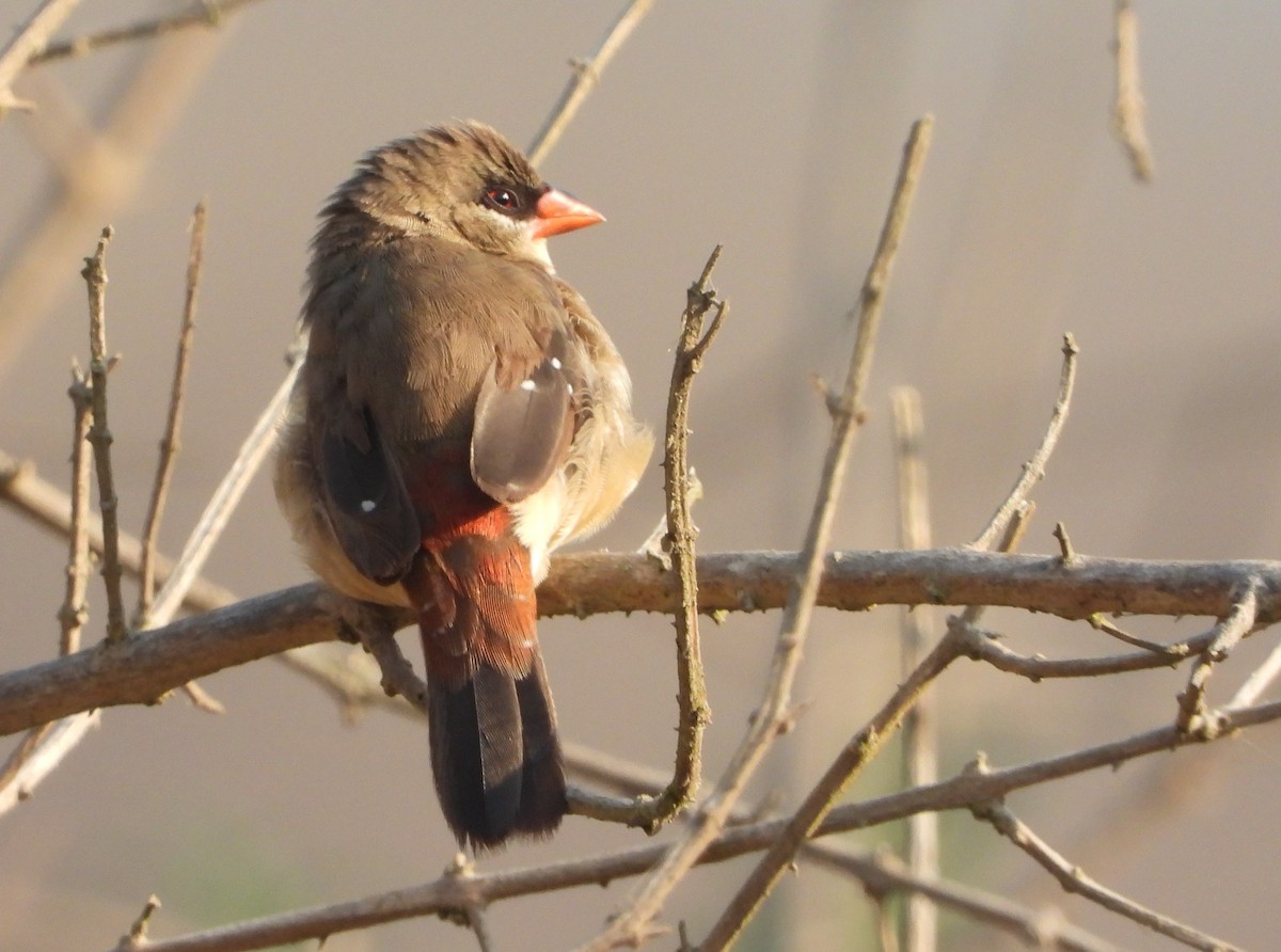 Red Avadavat - ML616410954