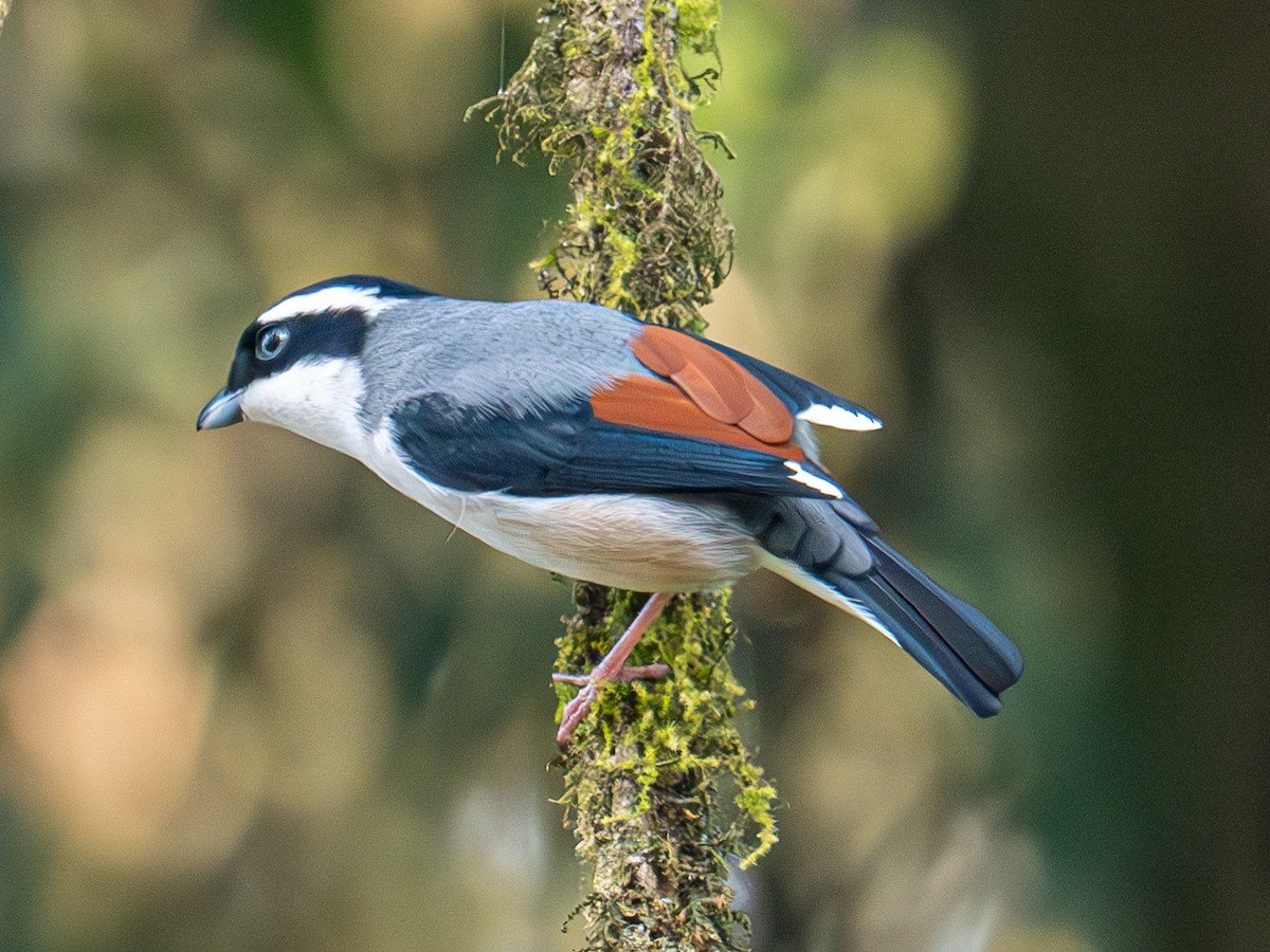 White-browed Shrike-Babbler - ML616410962