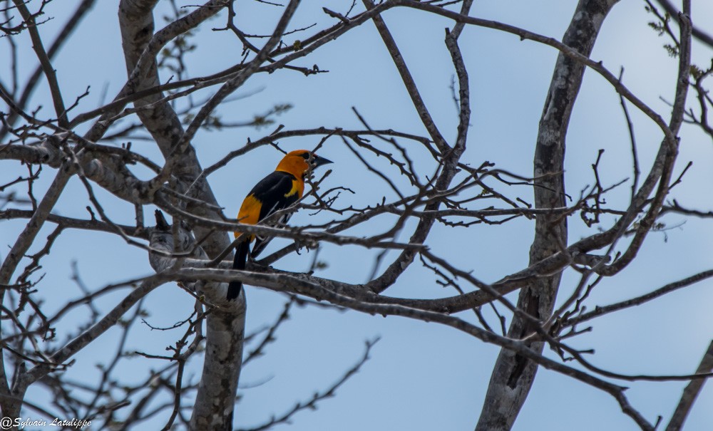 Altamira Oriole - ML616411010