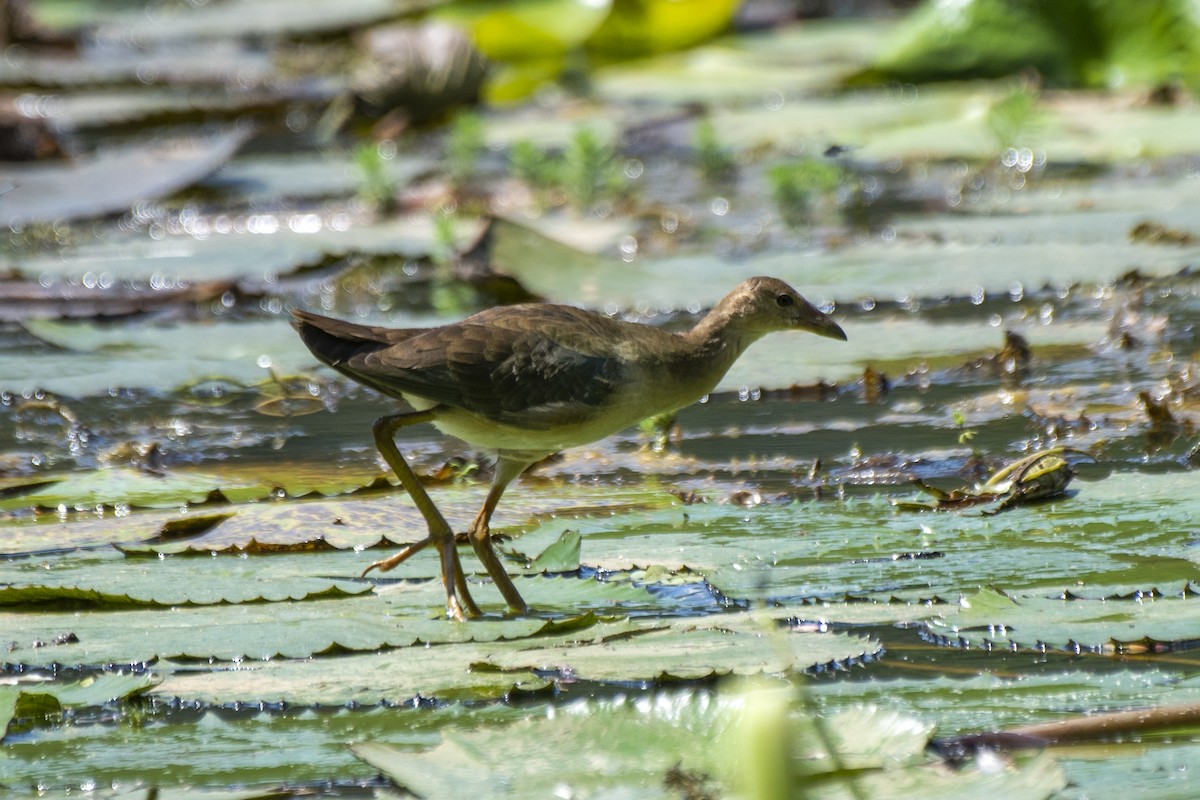 Purple Gallinule - Luiz Carlos Ramassotti