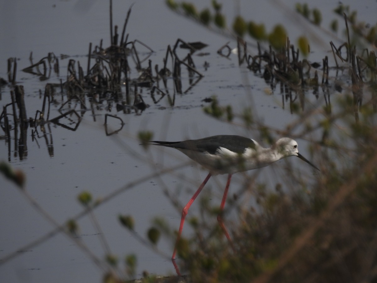 Black-winged Stilt - ML616411073