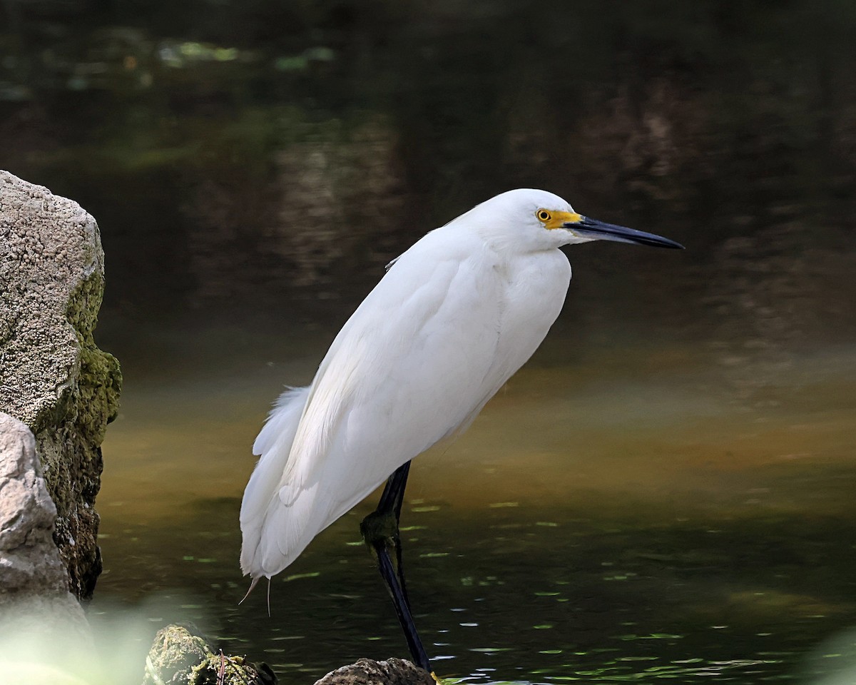 Snowy Egret - ML616411090