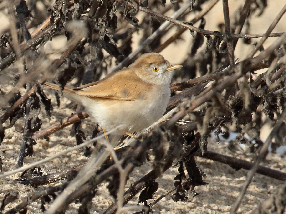 African Desert Warbler - Rami Mizrachi