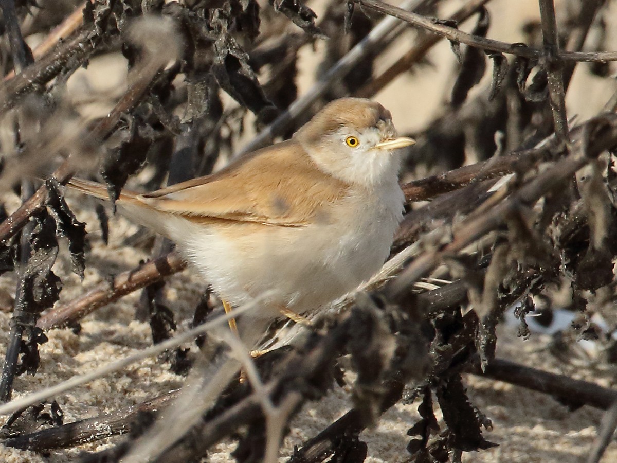 African Desert Warbler - Rami Mizrachi