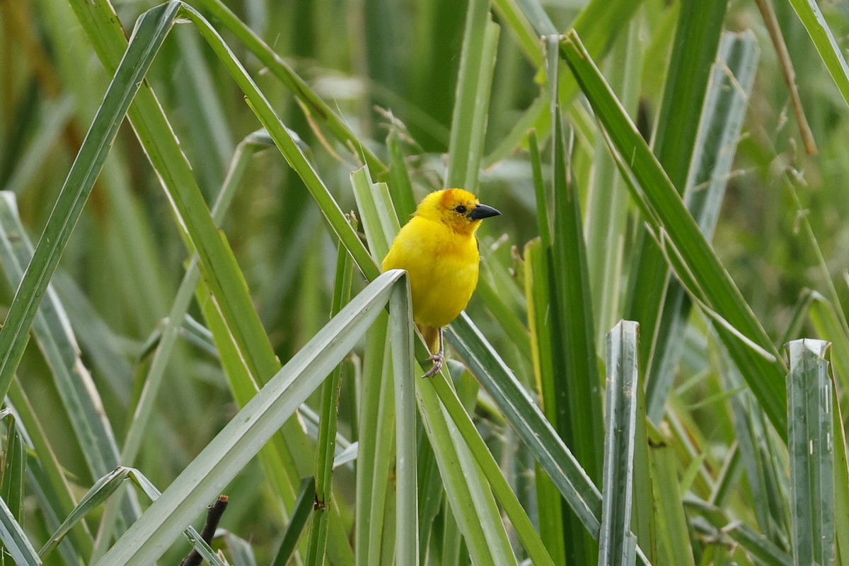 Taveta Golden-Weaver - ML616411095