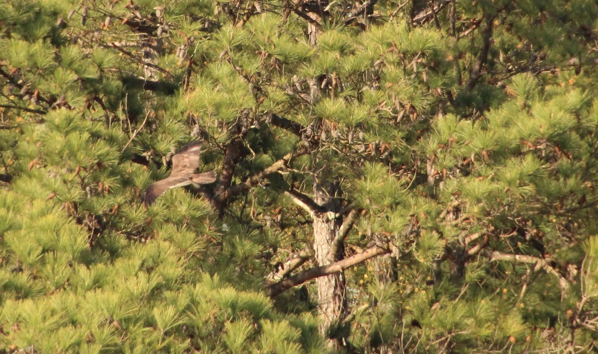 Osprey - Carole Swann