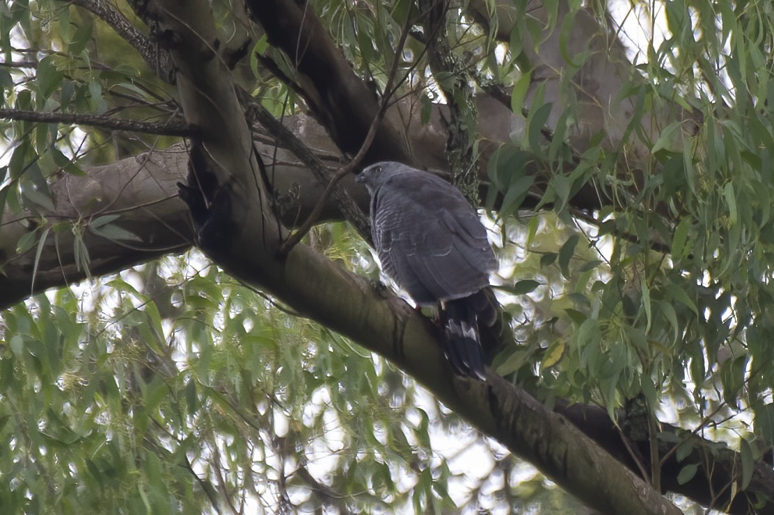 Crane Hawk - Luiz Carlos Ramassotti