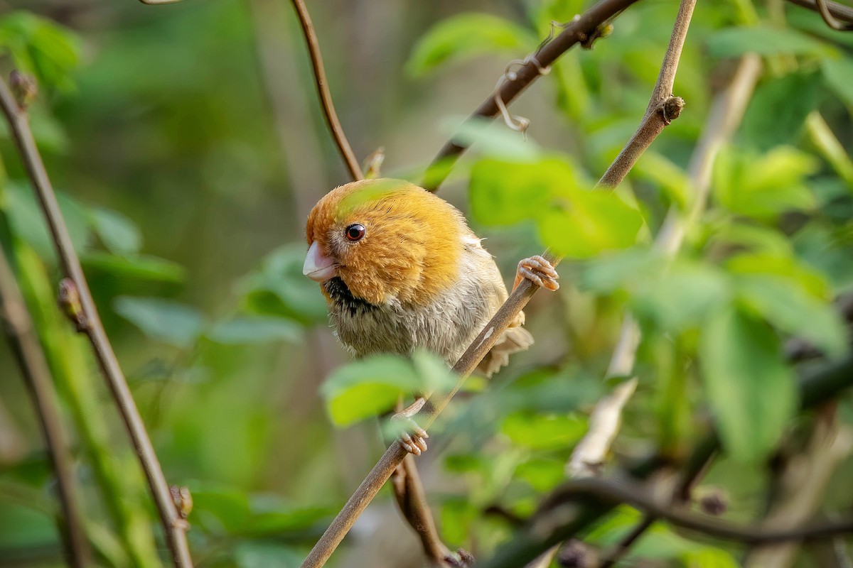 Short-tailed Parrotbill - ML616411235