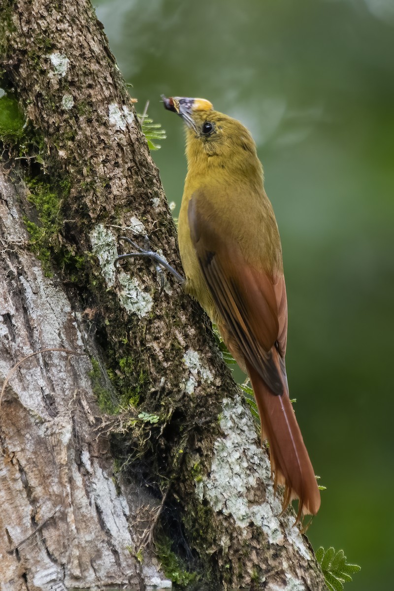 Olivaceous Woodcreeper - ML616411252