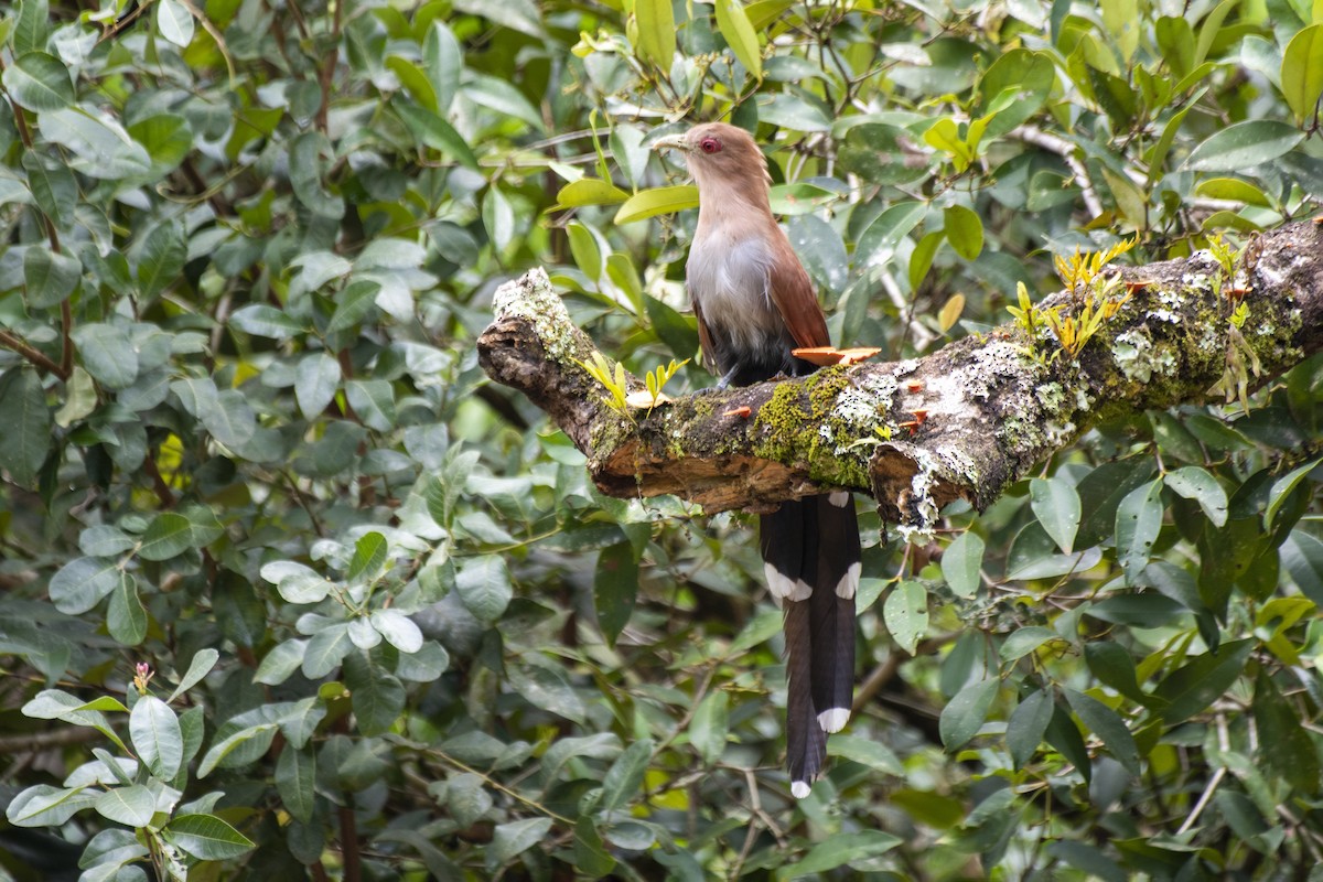 Squirrel Cuckoo - ML616411304