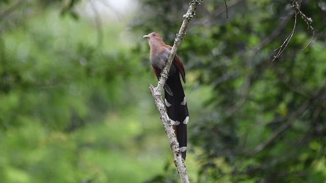 Squirrel Cuckoo - ML616411311