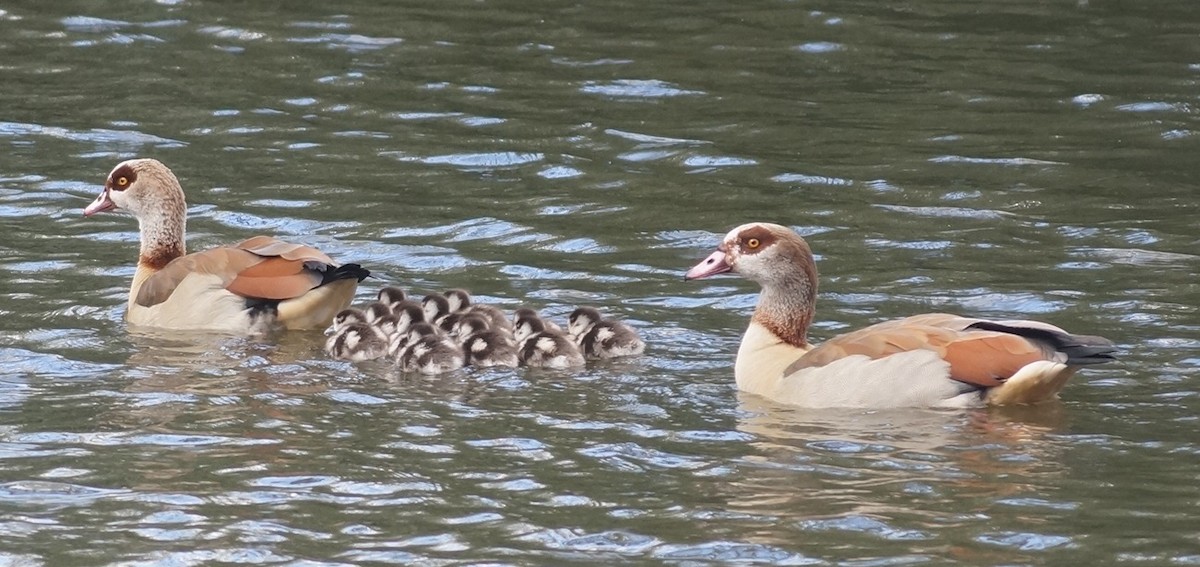 Egyptian Goose - ML616411315