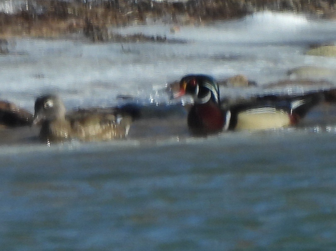 Wood Duck - ML616411357