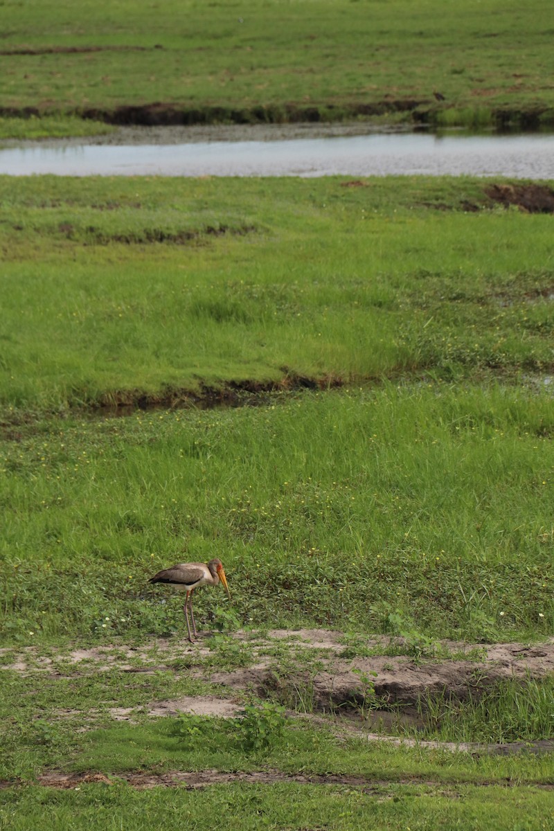 Yellow-billed Stork - ML616411415