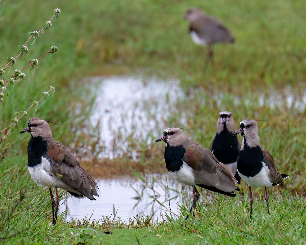 Southern Lapwing - Victor Pássaro