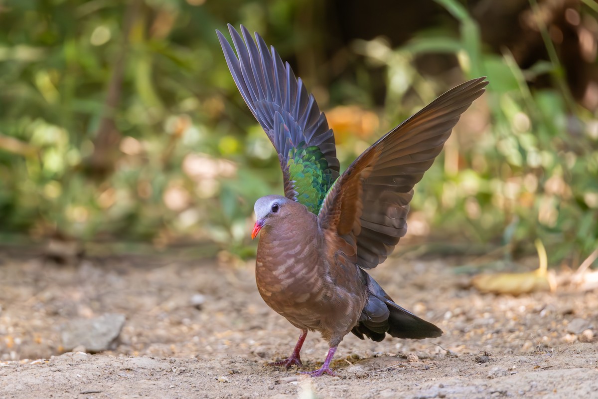 Asian Emerald Dove - ML616411435