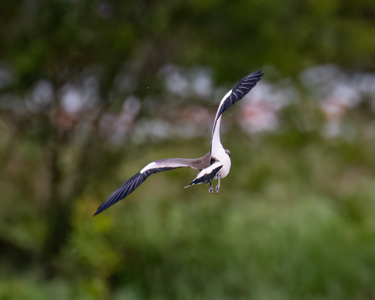 Southern Lapwing - Victor Pássaro