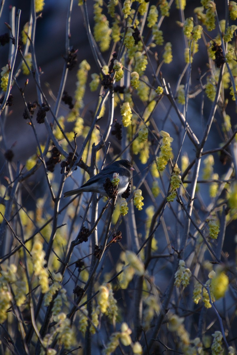 Dark-eyed Junco - Diego Segura