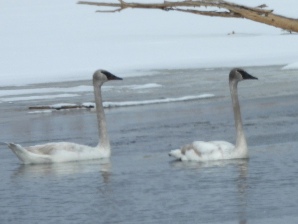 Trumpeter Swan - ML616411555