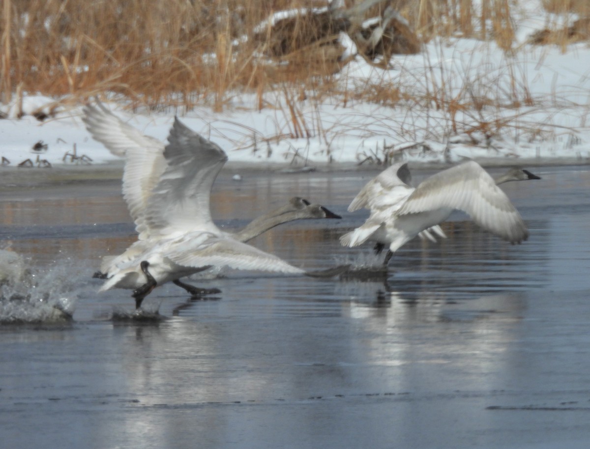 Trumpeter Swan - ML616411574