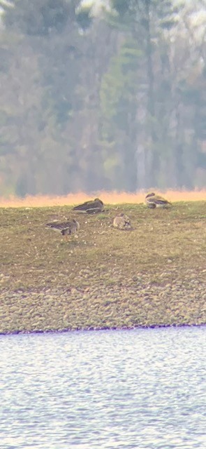 Greater White-fronted Goose - ML616411576