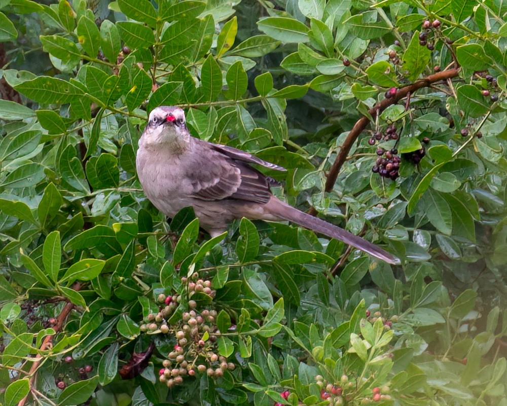 Chalk-browed Mockingbird - ML616411596