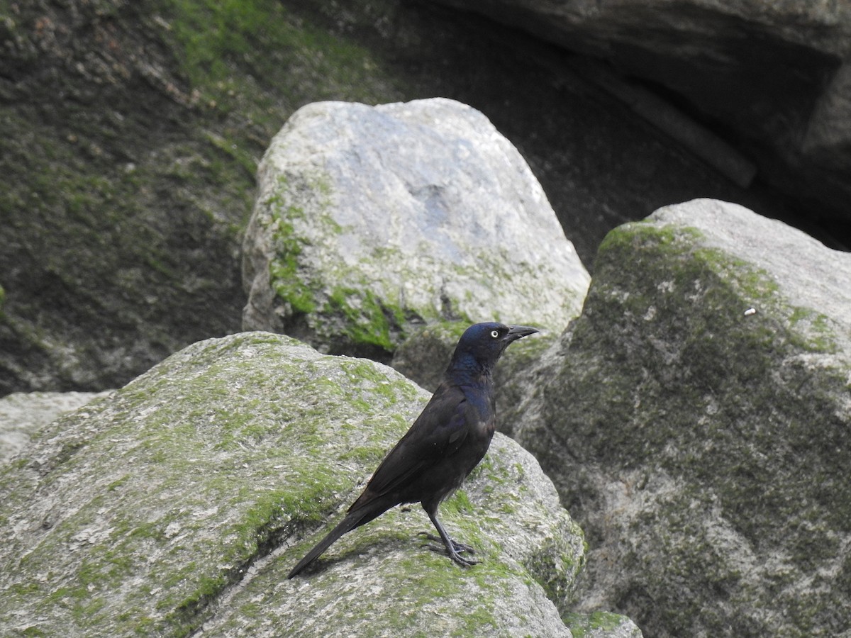 Common Grackle - ML61641161