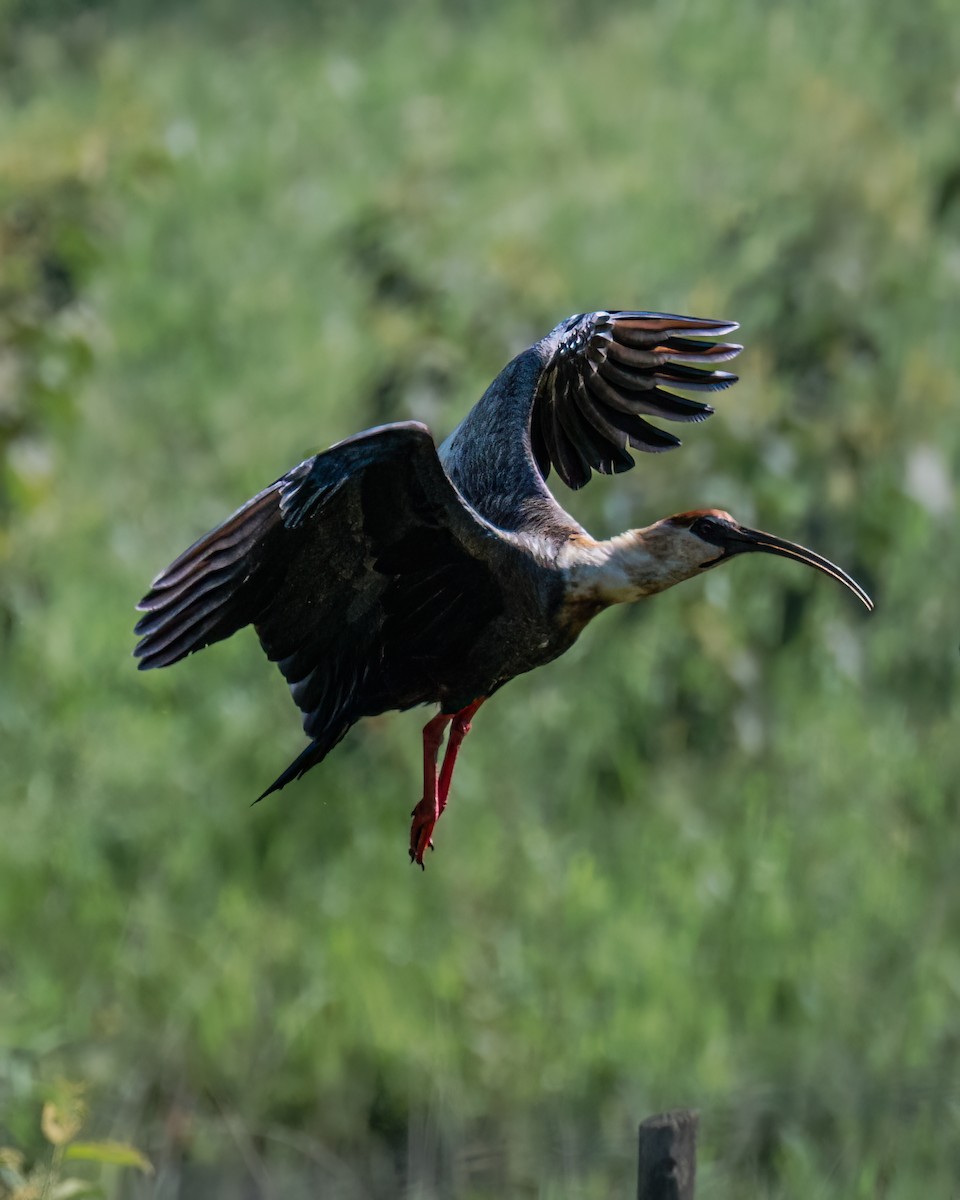 Buff-necked Ibis - Victor Pássaro