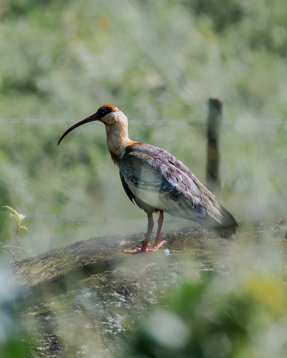 Buff-necked Ibis - Victor Pássaro