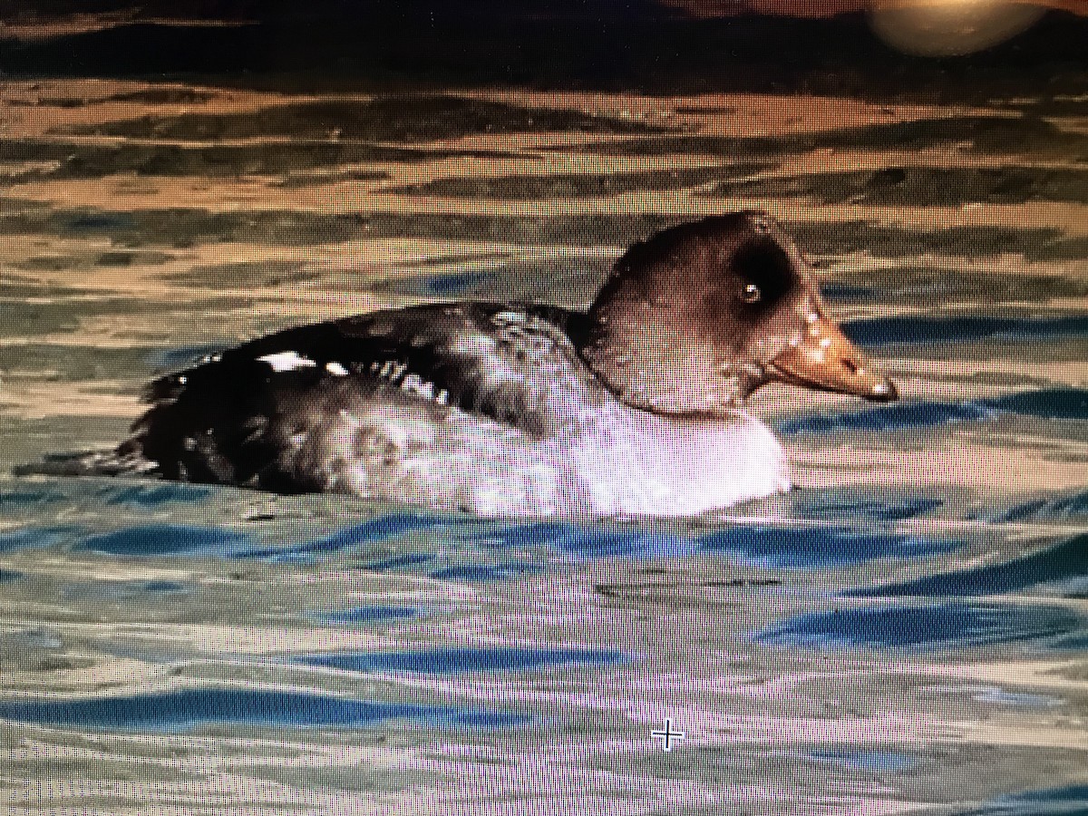 Barrow's Goldeneye - ML616411761