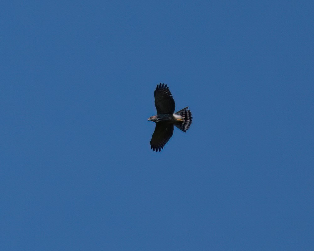 Roadside Hawk - ML616411763