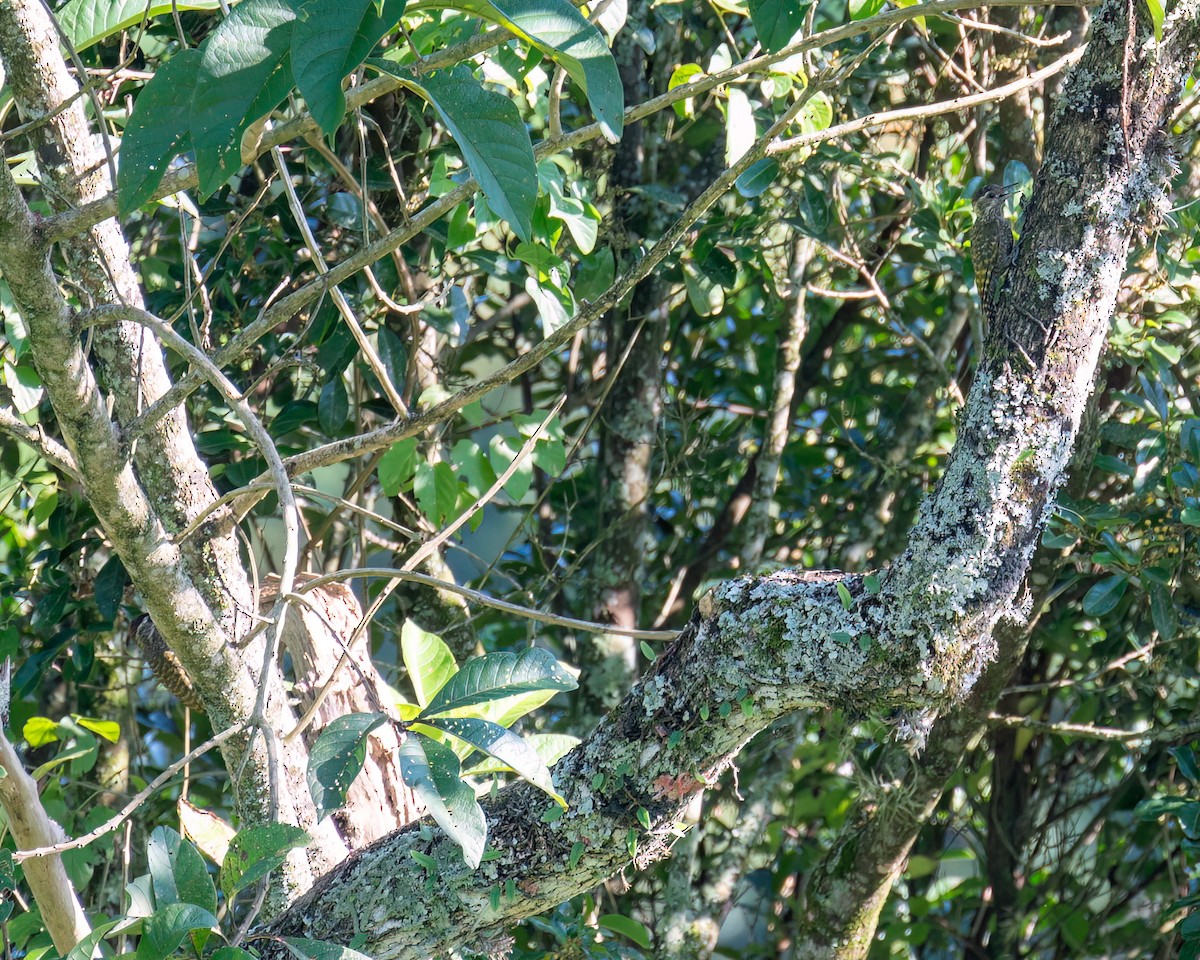 White-spotted Woodpecker - ML616411779