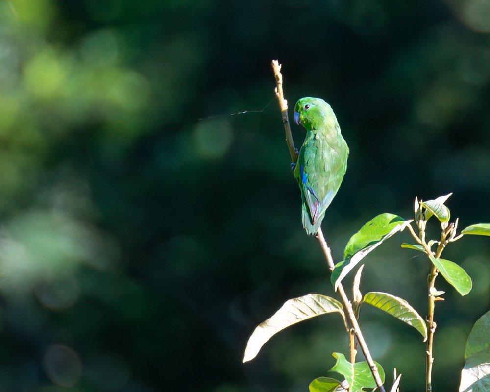 Blauflügel-Sperlingspapagei - ML616411783