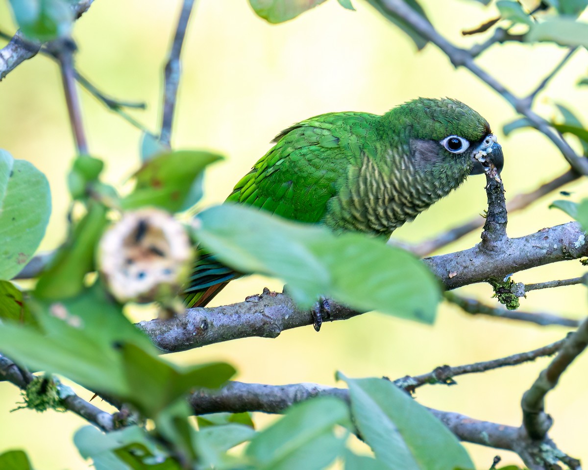 Maroon-bellied Parakeet - Victor Pássaro