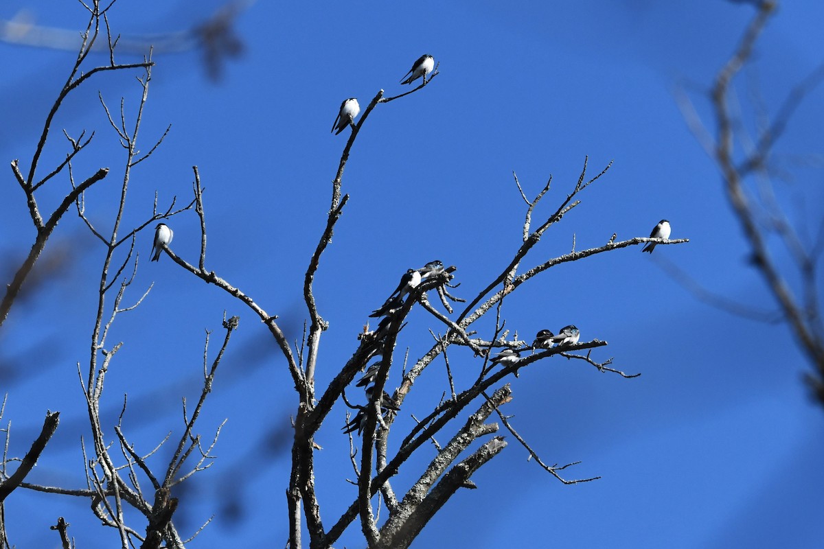 Tree Swallow - ML616411796